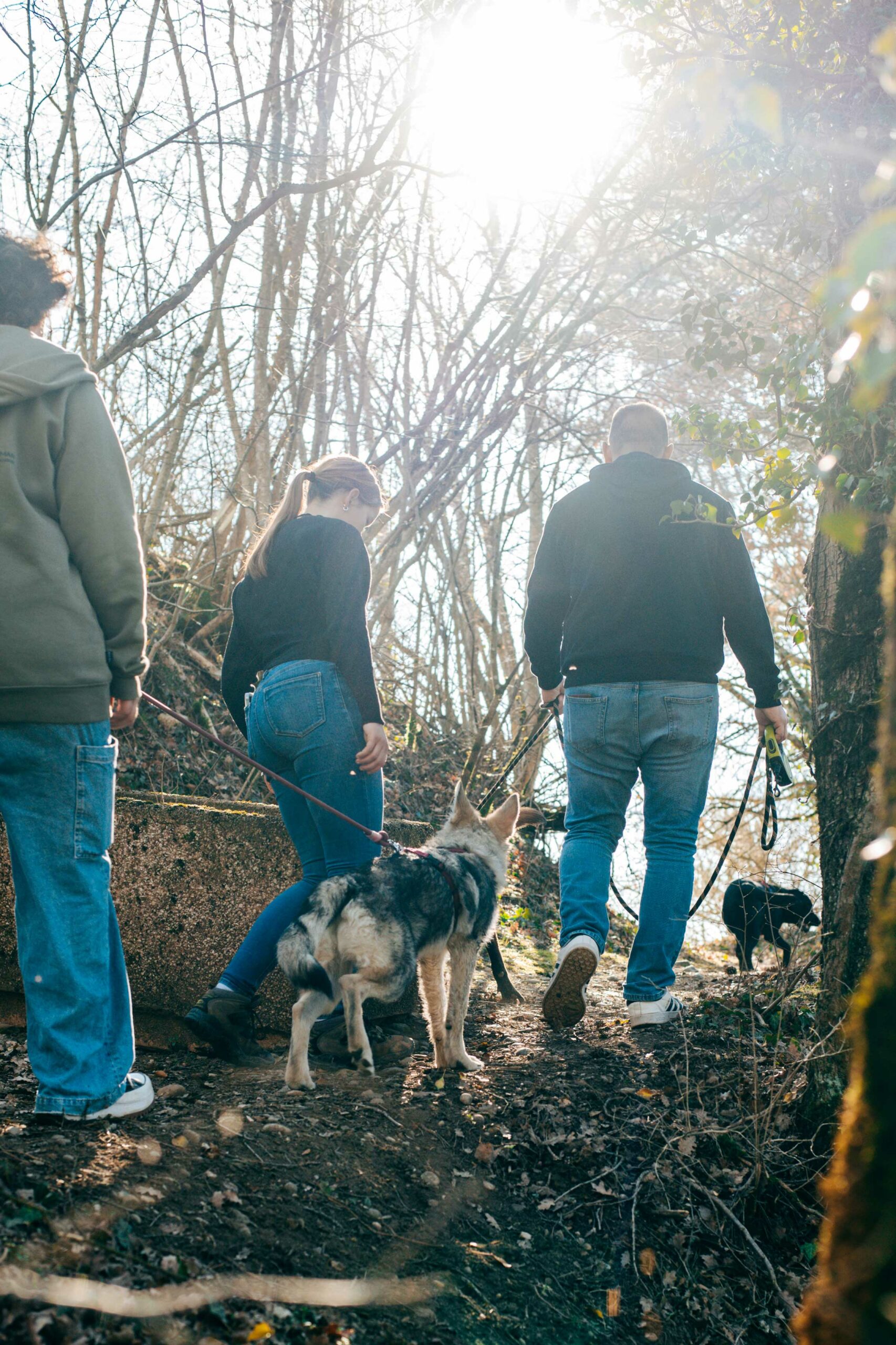L'image montre des propriétaires de chiens entrain de se promené sous la supervision d'un éducateur canin diplômé d'état. Démontrant l'importance de l'éducation social chez le chien.