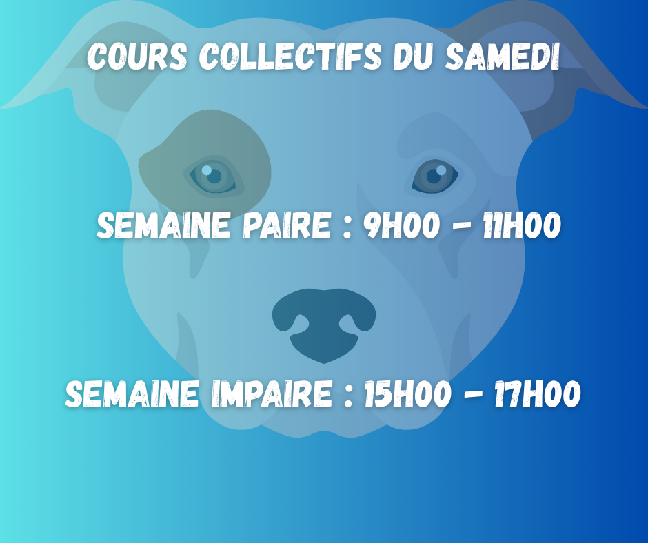 Cours collectifs chien ; Education canine collective