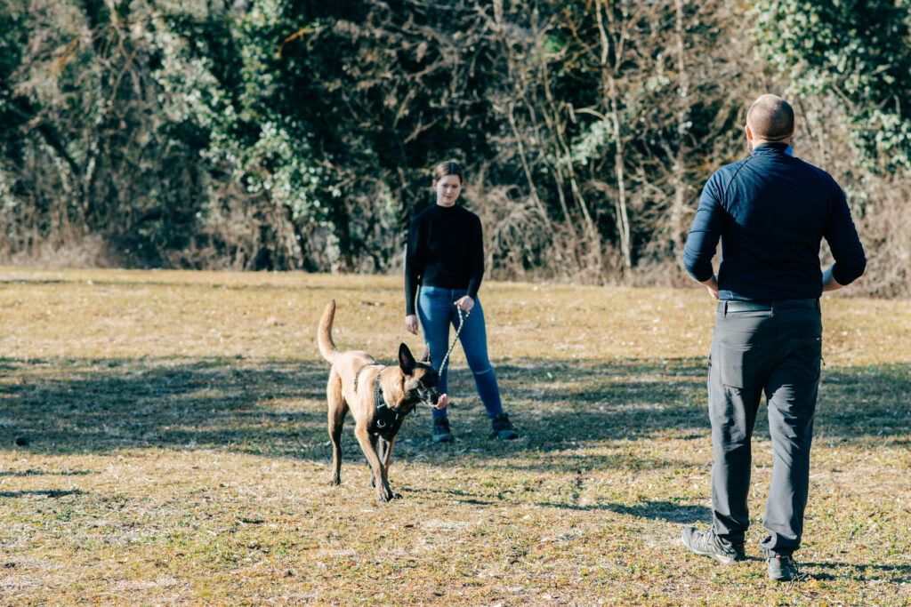 Cours individuels d'éducation canine